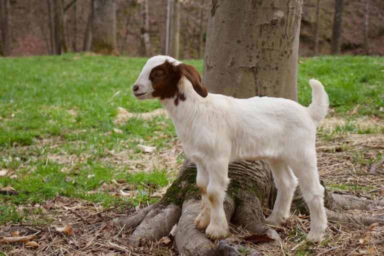 Goat Farm Listing 01 768x512