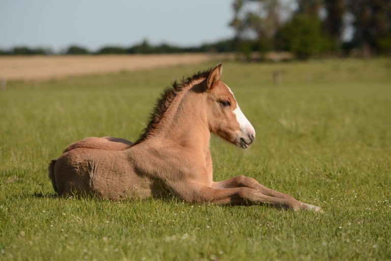 Horse Farm Listing 01 768x512