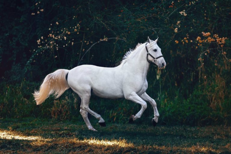 Horse Farm Listing 04 768x512