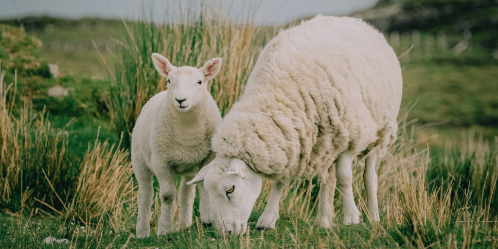 ewe-with-lamb