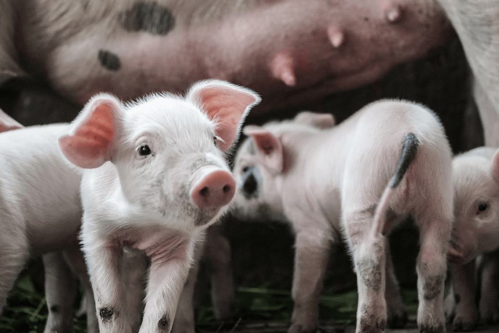 20 Pig Breeds From Around The World