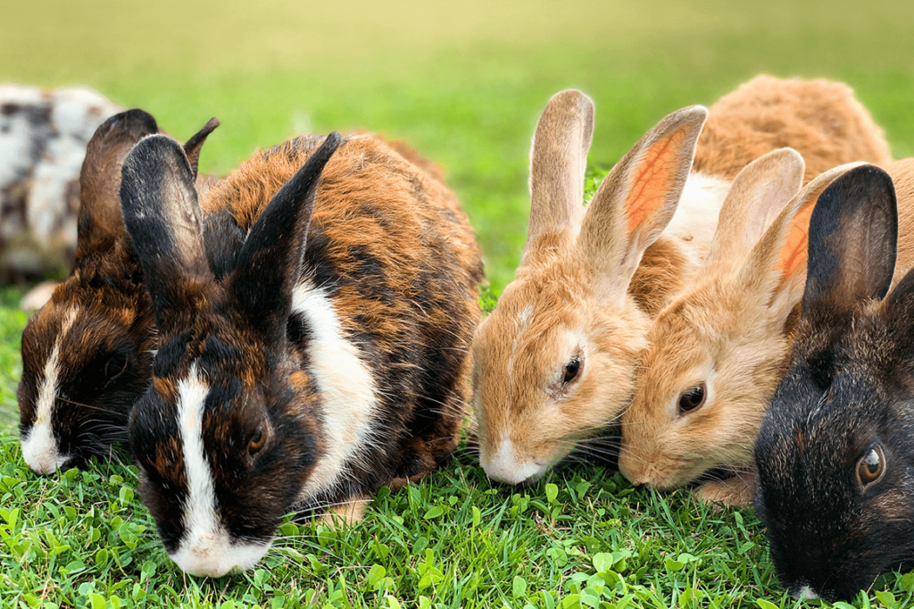 20 Rabbit Breeds From Around The World