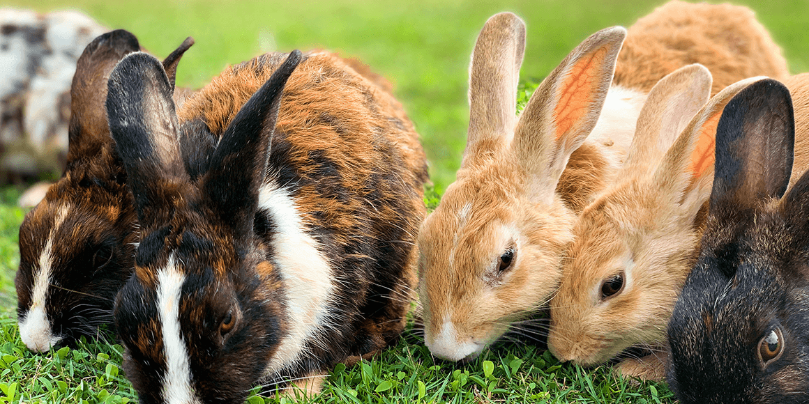 rabbit-breeds-1